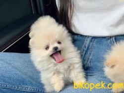 Orjinal Irk Boo Pomeranian Yavrular 4