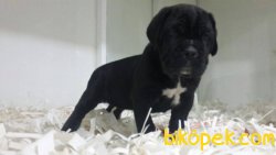 Orjınal Irk CANE CORSA YAVRULARIMIZ 3