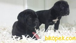 Orjınal Irk CANE CORSA YAVRULARIMIZ 2
