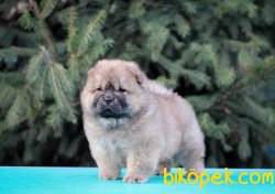 Orjinal Irk Chow Chow Yavrularımız 3