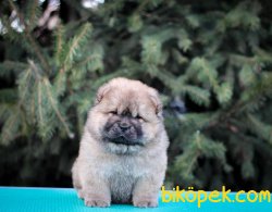 Orjinal Irk Chow Chow Yavrularımız 1