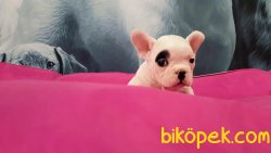 ORJINAL IRK  Frenc Buldog Blue Marley 1