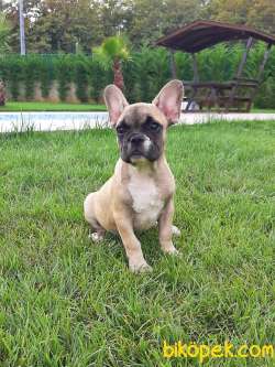 ORJINAL IRK Frenc Buldog  YAVRULARI 1
