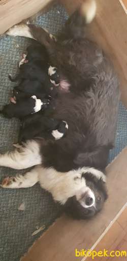 Orjinal Irk Garantili Border Collie Yavruları 4
