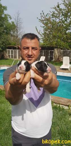Orjinal Irk Garantili Border Collie Yavruları 3