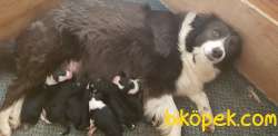Orjinal Irk Garantili Border Collie Yavruları