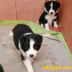 Orjinal Irk Garantili Border Collie Yavruları