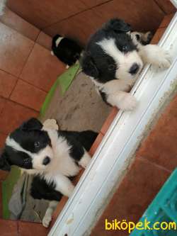 Orjinal Irk Garantili Border Collie Yavruları 4