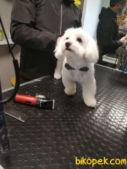 Orjinal Irk Garantili Maltese Terrier Yavrular 3