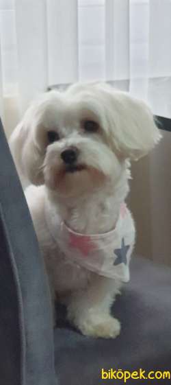 Orjinal Irk Garantili Maltese Terrier Yavrular 2