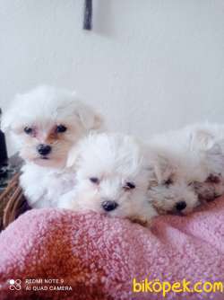 Orjinal Irk Garantili Maltese Terrier Yavrular 1