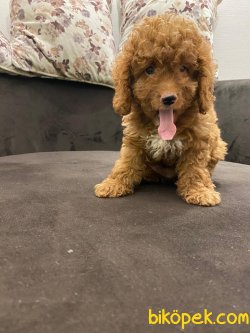 Orjinal Irk Garantili Toy Poodle Yavruları 3