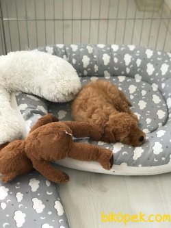 Orjinal Irk Garantili Toy Poodle Yavruları 1