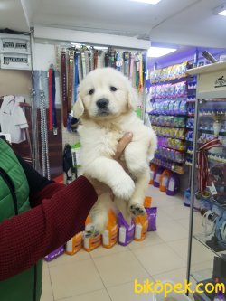 Orjinal Irk GOLDEN RETRIEVER YAVRULARI 1