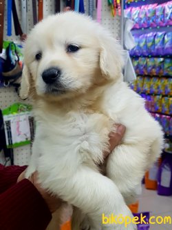 Orjinal Irk GOLDEN RETRIEVER YAVRULARI 4