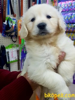 Orjinal Irk GOLDEN RETRIEVER YAVRULARI 2