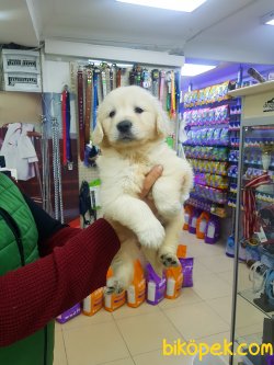 Orjinal Irk GOLDEN RETRIEVER YAVRULARI 5