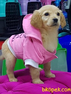 ORJİNAL IRK GOLDEN RETRIEVER YAVRULARI 1
