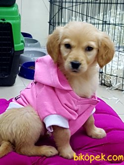 ORJİNAL IRK GOLDEN RETRIEVER YAVRULARI 4