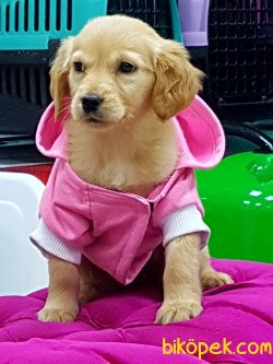 ORJİNAL IRK GOLDEN RETRIEVER YAVRULARI 3
