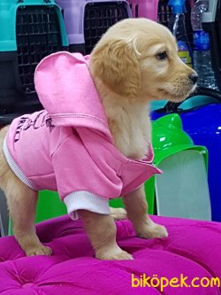 ORJİNAL IRK GOLDEN RETRIEVER YAVRULARI 5