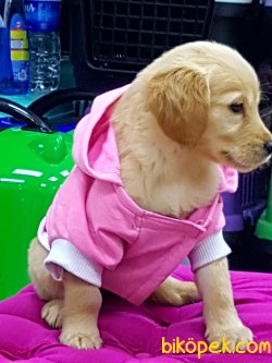 ORJİNAL IRK GOLDEN RETRIEVER YAVRULARI 2