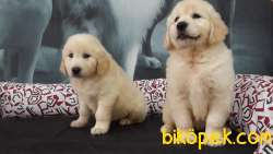 ORJINAL IRK GOLDEN RETRIEVER YAVRULARI 4