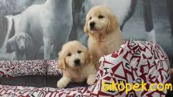 ORJINAL IRK GOLDEN RETRIEVER YAVRULARI 5