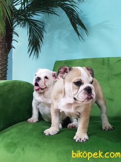 ORJINAL IRK İNGİLİZ BULLDOG YAVRULARI 5