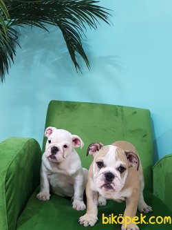 ORJINAL IRK İNGİLİZ BULLDOG YAVRULARI 3