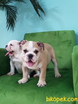 ORJINAL IRK İNGİLİZ BULLDOG YAVRULARI 1