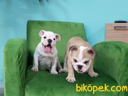 ORJINAL IRK İNGİLİZ BULLDOG YAVRULARI 4
