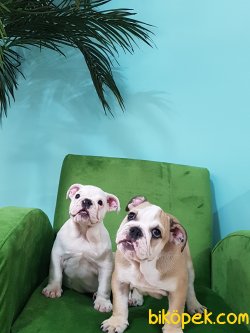 ORJINAL IRK İNGİLİZ BULLDOG YAVRULARI 2
