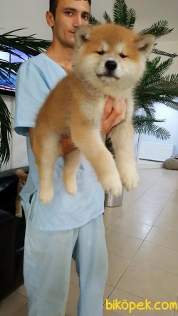 Orjınal Irk JAPON AKITA INU YAVRULARI 5