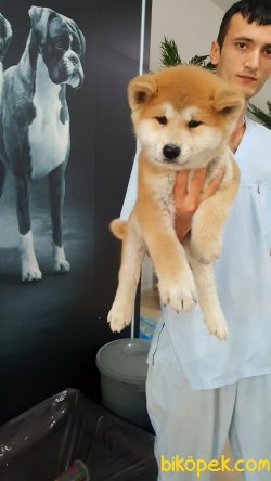 Orjınal Irk JAPON AKITA INU YAVRULARI 3