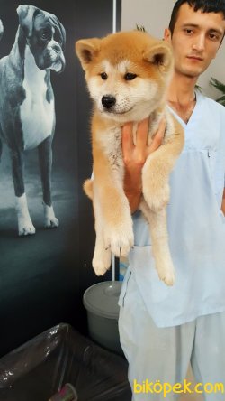 Orjınal Irk JAPON AKITA INU YAVRULARI 2