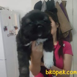 ORJİNAL IRK KAFKAS ÇOBAN KÖPEĞİ 1
