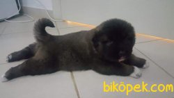 ORJİNAL IRK KAFKAS ÇOBAN KÖPEĞİ 2