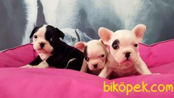 ORJINAL IRK SAFKAN Frenc Buldog Blue Marley 1