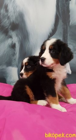 ORJİNAL IRK SATILIK BERNESE MOUNTAIN DOG YAVRULARI 4