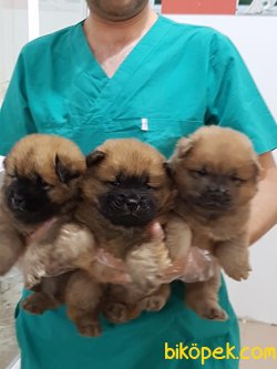 ORJINAL IRK SATILIK CHOW CHOW YAVRULARI 3