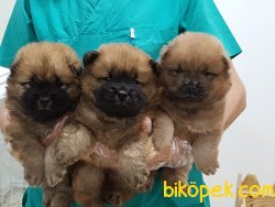 ORJINAL IRK SATILIK CHOW CHOW YAVRULARI 4