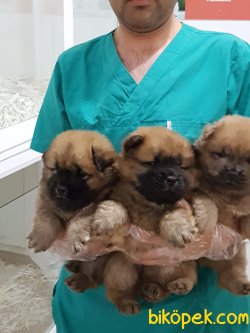 ORJINAL IRK SATILIK CHOW CHOW YAVRULARI 1