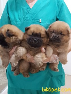 ORJINAL IRK SATILIK CHOW CHOW YAVRULARI 2