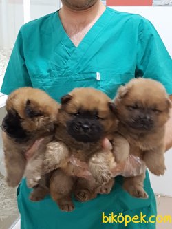 ORJINAL IRK SATILIK CHOW CHOW YAVRULARI 5