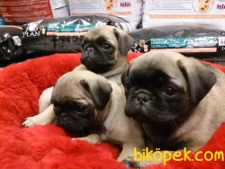 ORJİNAL IRK SATILIK PUG (MOPS)YAVRULARI 2