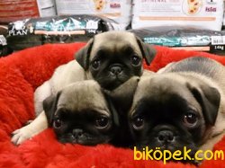 ORJİNAL IRK SATILIK PUG (MOPS)YAVRULARI 1