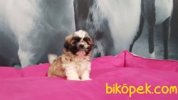 Orjınal Irk SATİLİK SHIH TZU YAVRULARI 4