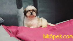 Orjınal Irk SATİLİK SHIH TZU YAVRULARI 2