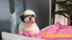 Orjınal Irk SATİLİK SHIH TZU YAVRULARI 3